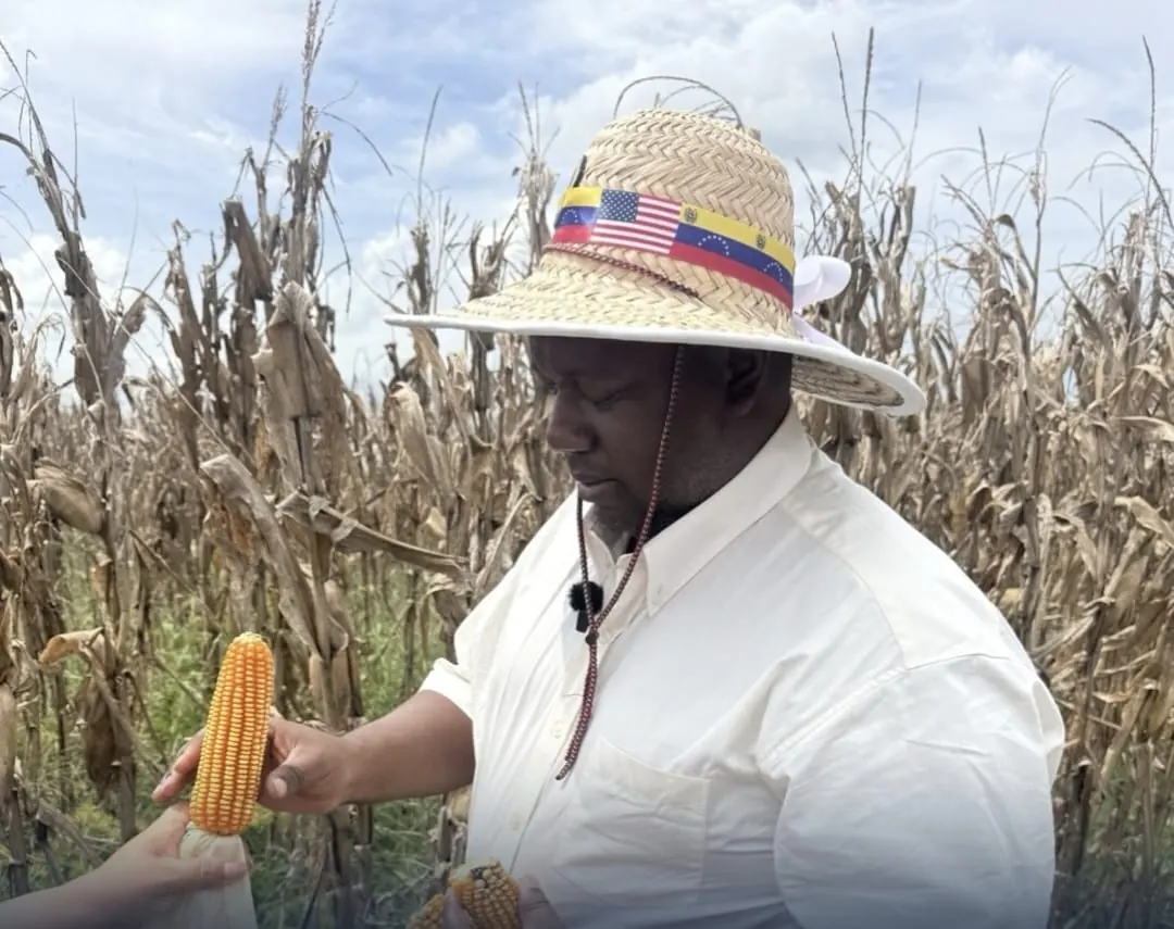 A visitor examines an ear of corn in a field, wearing a hat with Venezuelan and U.S. flags.